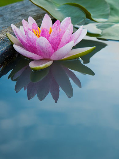 Banyan Tree China Macau - Home Local Culture Sights